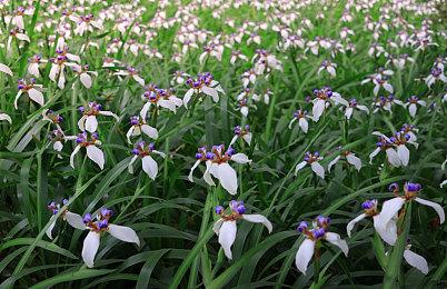 《三角战术》制作人称HD-2D游戏比想象中还“烧钱”